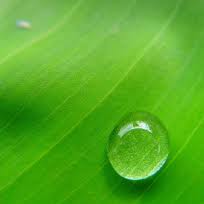 picture of dew droplet condensed on a leaf